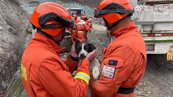 狗狗掉下山崖消防员冒险营救，而害狗狗被困险境的人，却一走了之了 . - 20