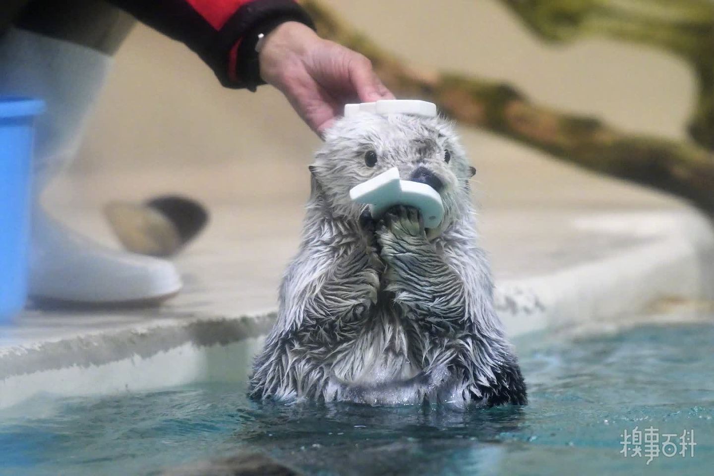 鸟羽水族馆的海獭小梅