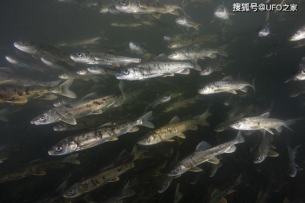 西藏羊卓雍措里的鱼，达8亿多公斤却无人吃，这是为何？ - 11
