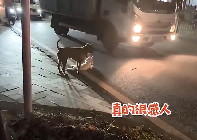 小狗被车撞伤后不能动弹，大狗咬着一点点挪到路边：太暖心了 - 4