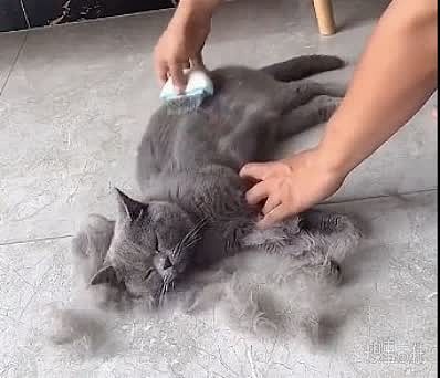 猫掉毛掉到这种程度是