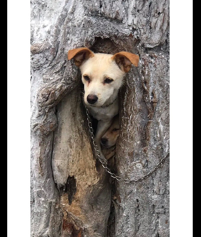 两只狗狗竟住在树洞里面，像是天然的狗窝，狗：我的秘密基地呀！ - 3