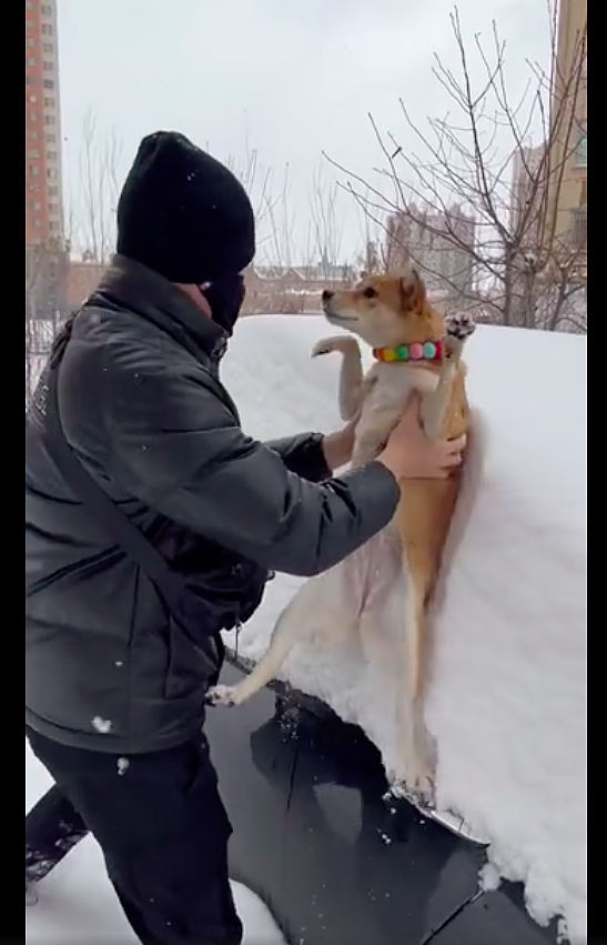 主人没带铲雪工具，直接抱起狗来擦车上的雪，养狗千日用狗一时啊 - 1