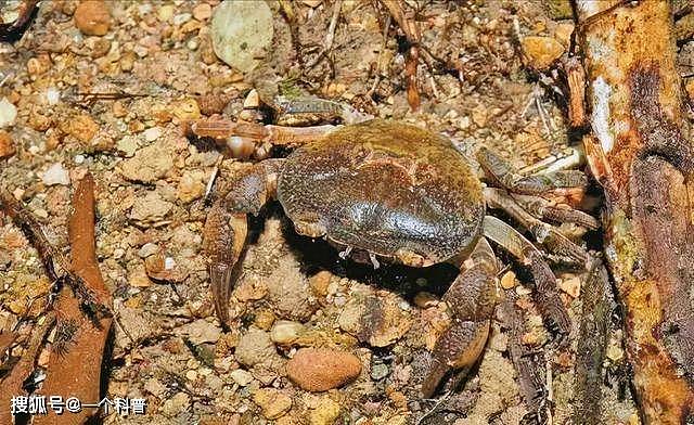 新物种深圳巨腹蟹被发现：为深圳特有物种，生活于溪流中 - 1