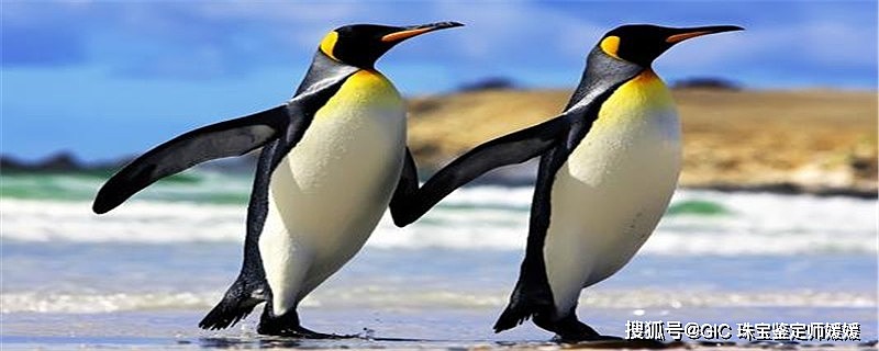 憨态可掬的企鹅用翡翠来塑造，栩栩如生的质感，可爱之余萌翻了！ - 9