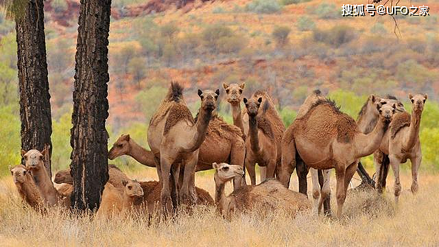 为消灭120万骆驼，人类在驼群中安插叛徒，叛徒却选择了保护骆驼 - 5