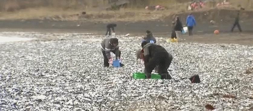 日本千吨死鱼涌向海岸，外媒怒骂核废水污染？ - 20