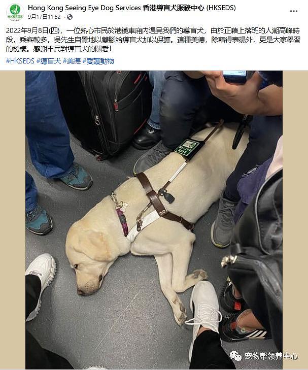 导盲犬被只顾刷手机的乘客多次踢脸，委屈蜷缩模样太心疼了 . - 5