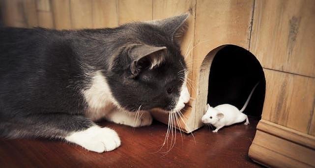“本打算养只猫捉老鼠，没想到猫咪被老鼠吓得躲起来” - 2