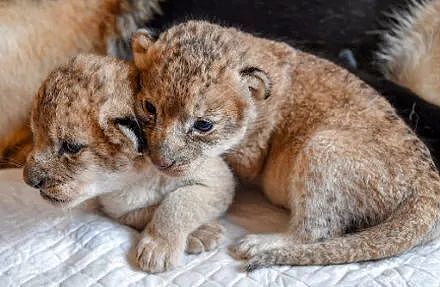 小狮子出生后日渐消瘦，还被新手妈妈咬伤，直到德牧接手后… - 1