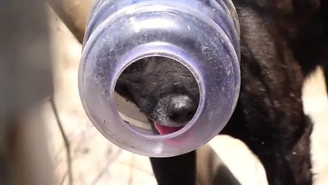 狗狗头上套着塑料水桶5天，因视线被挡住，差点被车撞死 - 1
