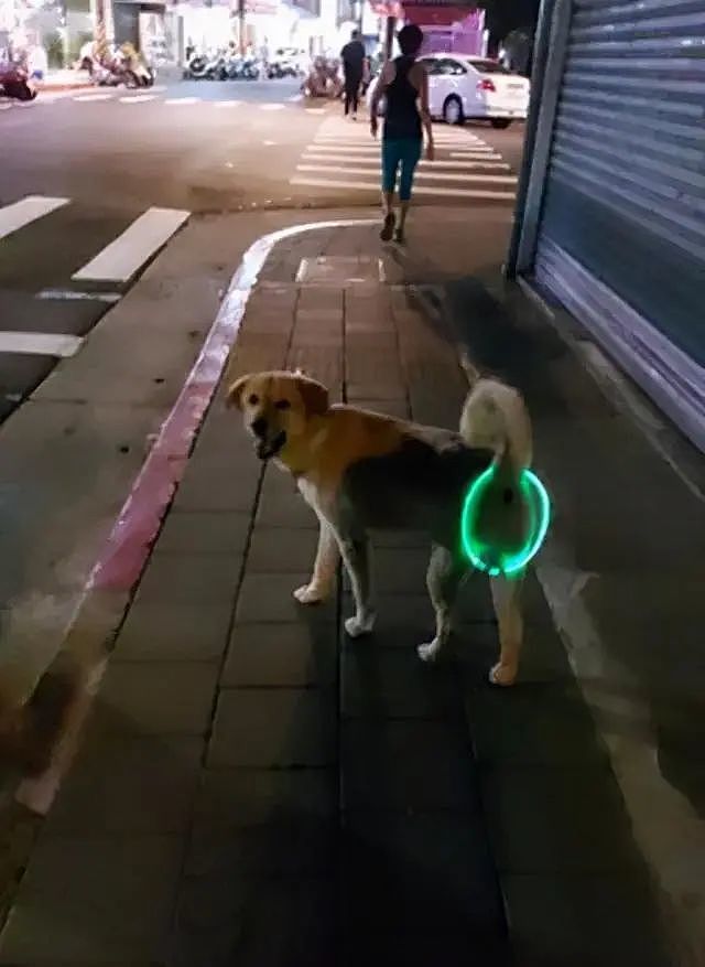 发光项圈买太大，网友拿来给狗子做尾灯，总感觉有点怪怪的 - 2