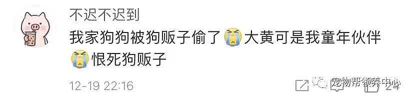 狗狗中毒后跑到派出所门口躲避，却仍没逃过偷狗贼，最后警察为它讨回公道 . - 6