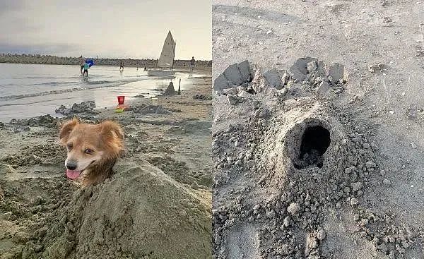 狗狗被埋沙里，表情超有戏，露狗头“心死望远方” - 4