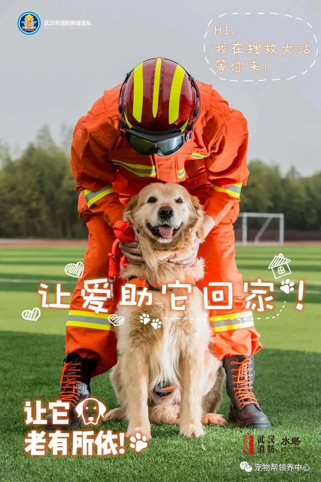 网友匿名挑衅 @中国消防：所有退役搜救犬都应该卖给狗肉店！ - 8