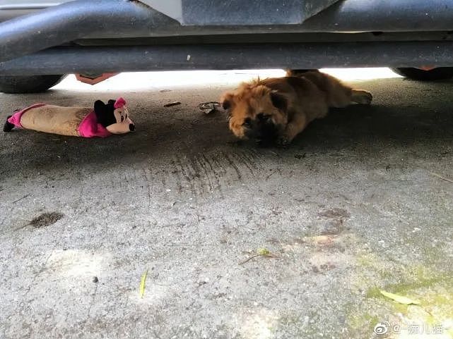 流浪狗捡到一只玩偶米奇，就把它叼到车底一起乘凉 - 1