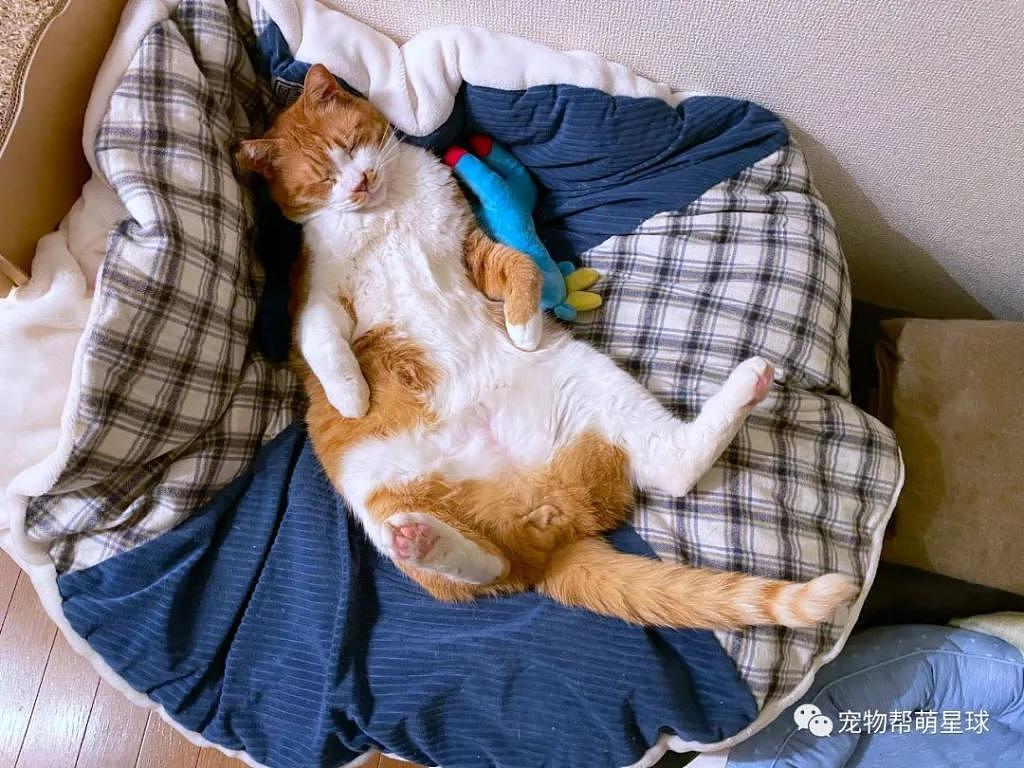 午休时间猫咪优先抢占床位，主人发愁：我的位置呢？ - 2