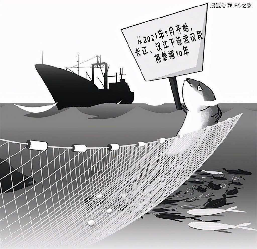 长江无鱼之困：再不保护“四大家鱼”基因库，中国人将无鱼可吃 - 10