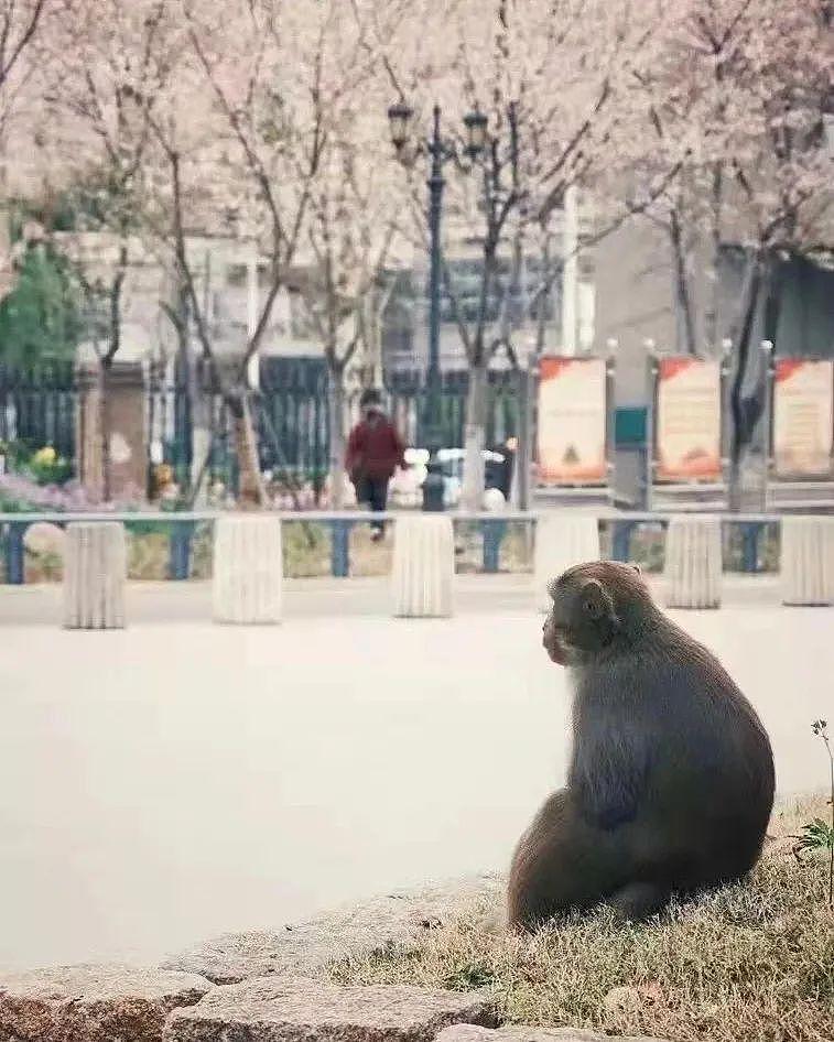 猕猴闯入南京城区“玩死”三只小猫，市民怒了：还不快抓住它 - 1