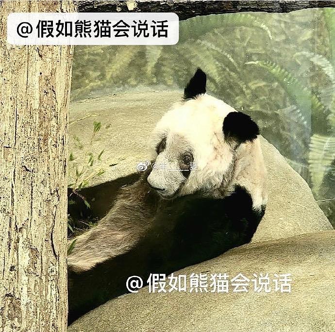 在美国遭受“虐待”的两只中国大熊猫，终于要接你们回家了… - 17