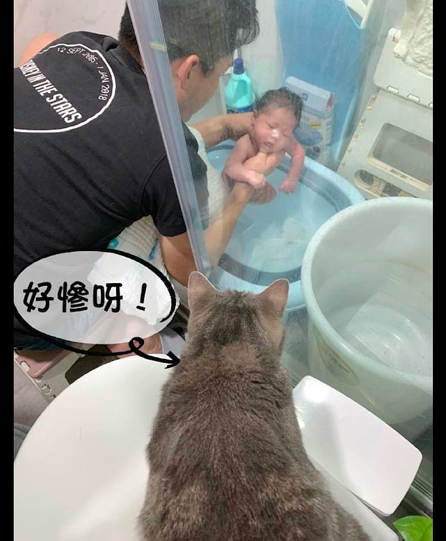 给孩子洗澡时猫咪在一旁叫，换给它洗澡后立马老实了，原谅我笑了 - 2