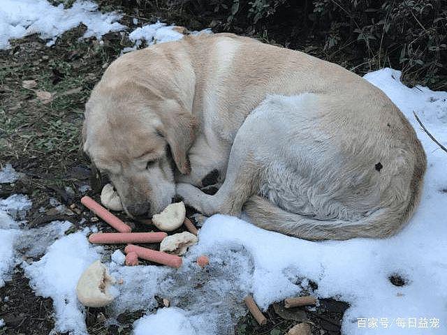 狗狗窝在雪地数十天，不吃不喝，就因为这件事被主人狠心抛弃！ - 2