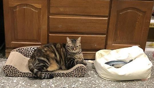 给猫主子买了舒适软垫，它却躺一旁让玩具睡，一个星期都没动！ - 2