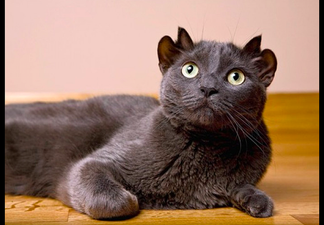 小黑猫长了4只耳朵像是精灵，主人却认为是不祥之兆，出生就遗弃 - 1