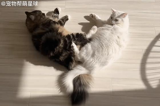 两猫一起晒太阳“躺成心形”，看似在搞暧昧，实际 . - 5