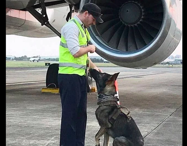 警犬训练排名垫底的德牧，却在机场大展身手，兴趣对口无人能敌！ - 5