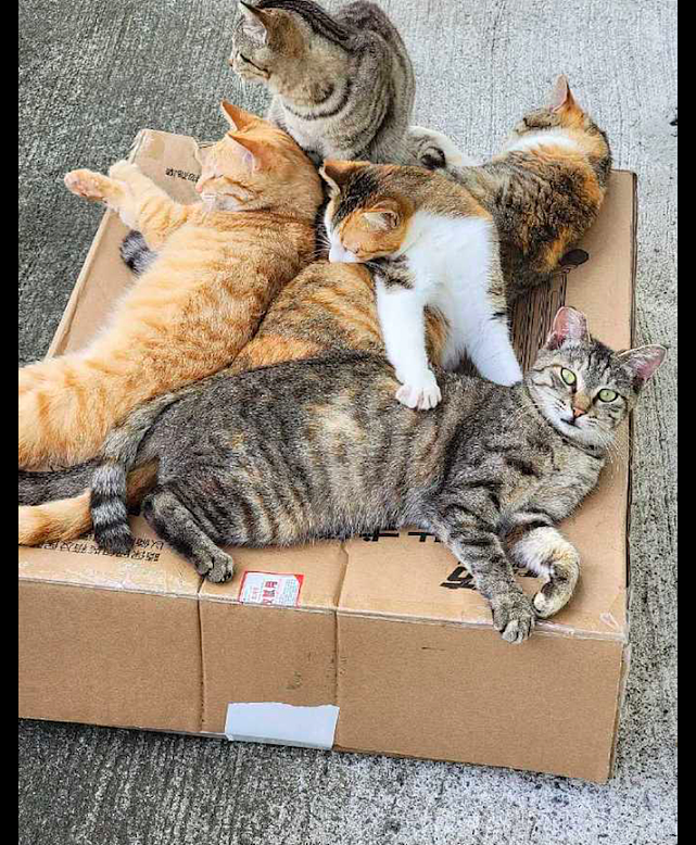 路边有一个纸箱子，好几只猫咪都趴在上面抱团取暖，快要挤下去啦 - 3