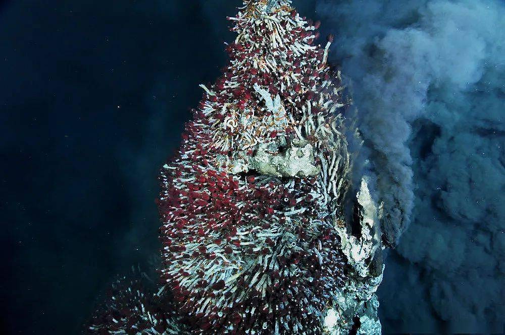 这种“红伞伞，白杆杆”不仅剧毒，还生长在上千米深的海底 - 11