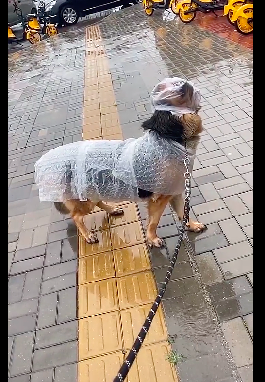 下大雨天狗还要出门，主人拿塑料薄膜给它裹上，怎么有种异国风情 - 1