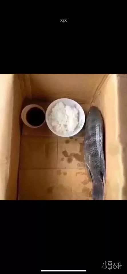 第一次养鱼，如何让它
