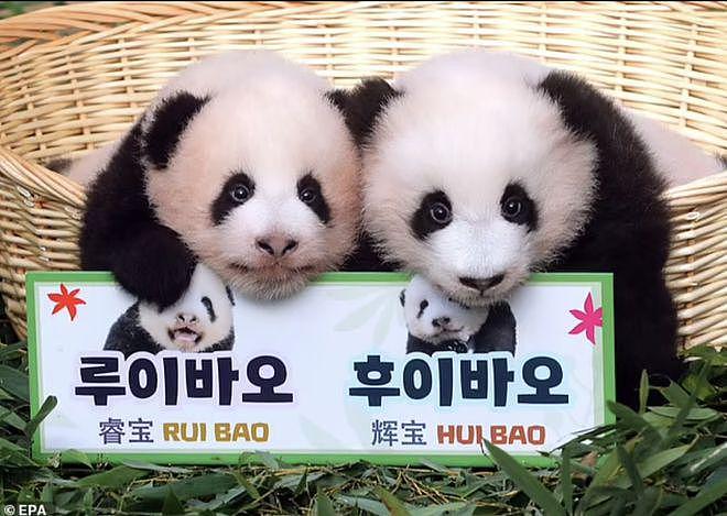在韩国新出生的两只大熊猫幼崽快 100 天啦，拥有了名字 - 5