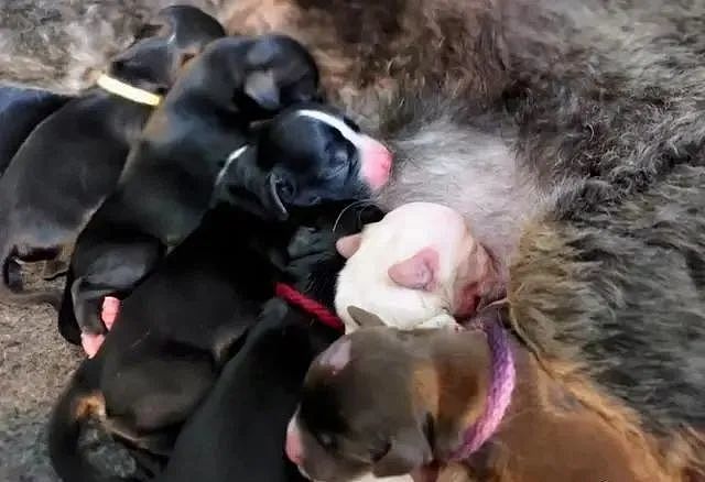 救援组织救下一只怀孕的流浪狗，想到它会生很多，但没想到这么多 - 3