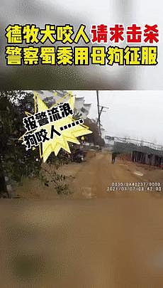 市民举报说楼道里有恶犬扰民，民警赶到后发现恶犬有点萌，反手就给它找了个家 . - 10