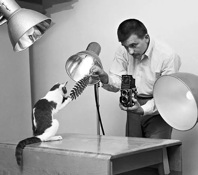 猫趣 | 摄影师为兴趣辞职，坚持拍猫70年，被誉为猫片教父 - 4