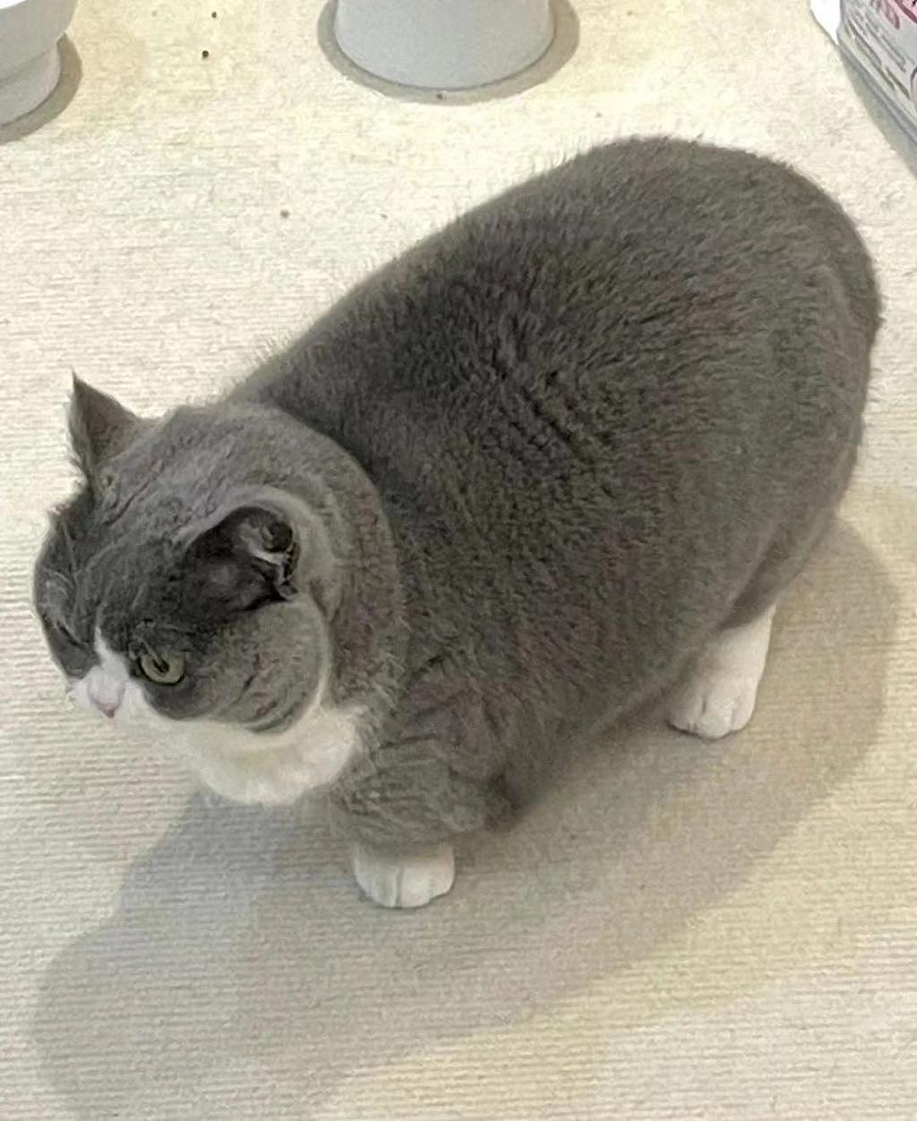 猫咪胖成煤气罐罐，站在地上像极了矮脚凳 . - 2