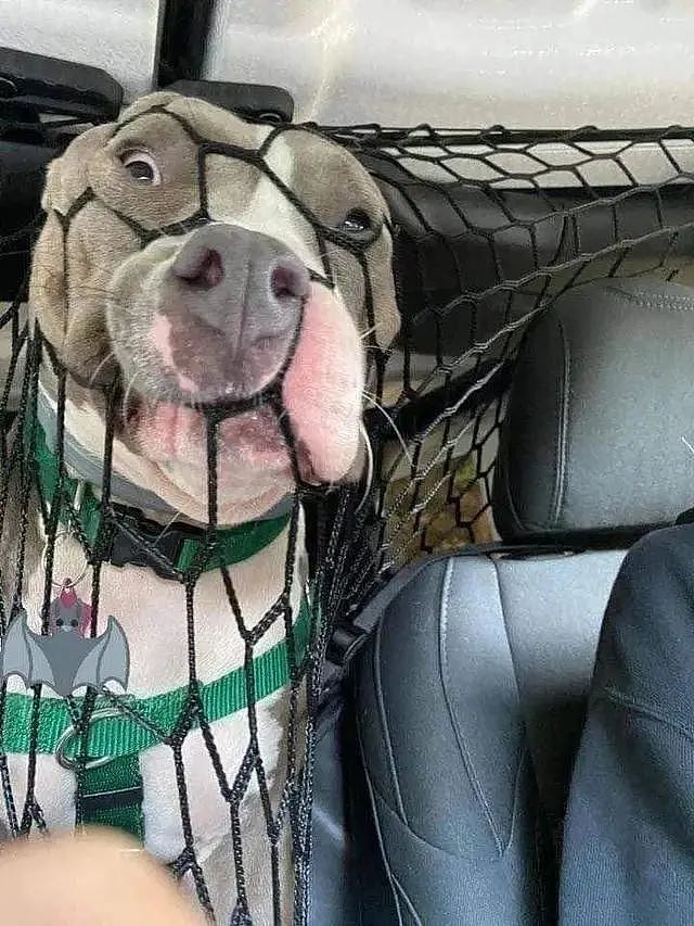 你以为在车上按个防护网就能拦住狗子？只能说太嫩了 - 3