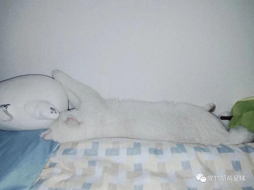 主人晒出猫咪照片，网友却只看到三个抱枕：哪里有猫？ - 2