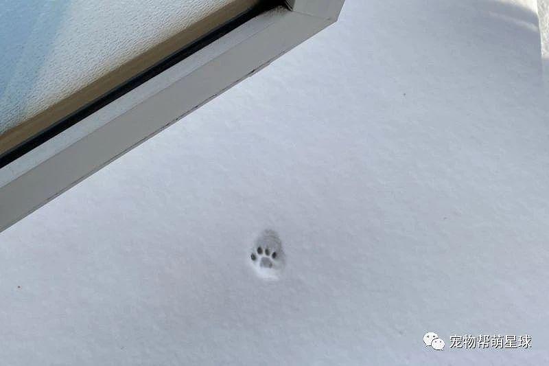 猫咪吵着要出门玩雪，结果刚迈出门一步 ... 留下了悔恨的小爪印！ - 3