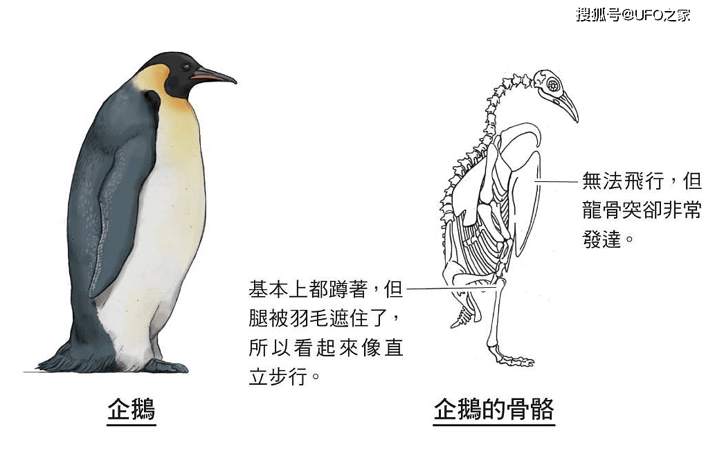 科学家：企鹅或是外星生物！粪便中有与金星大气中一样的磷化氢 - 11
