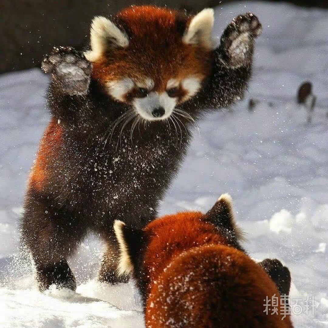 在雪地里玩雪的小熊猫