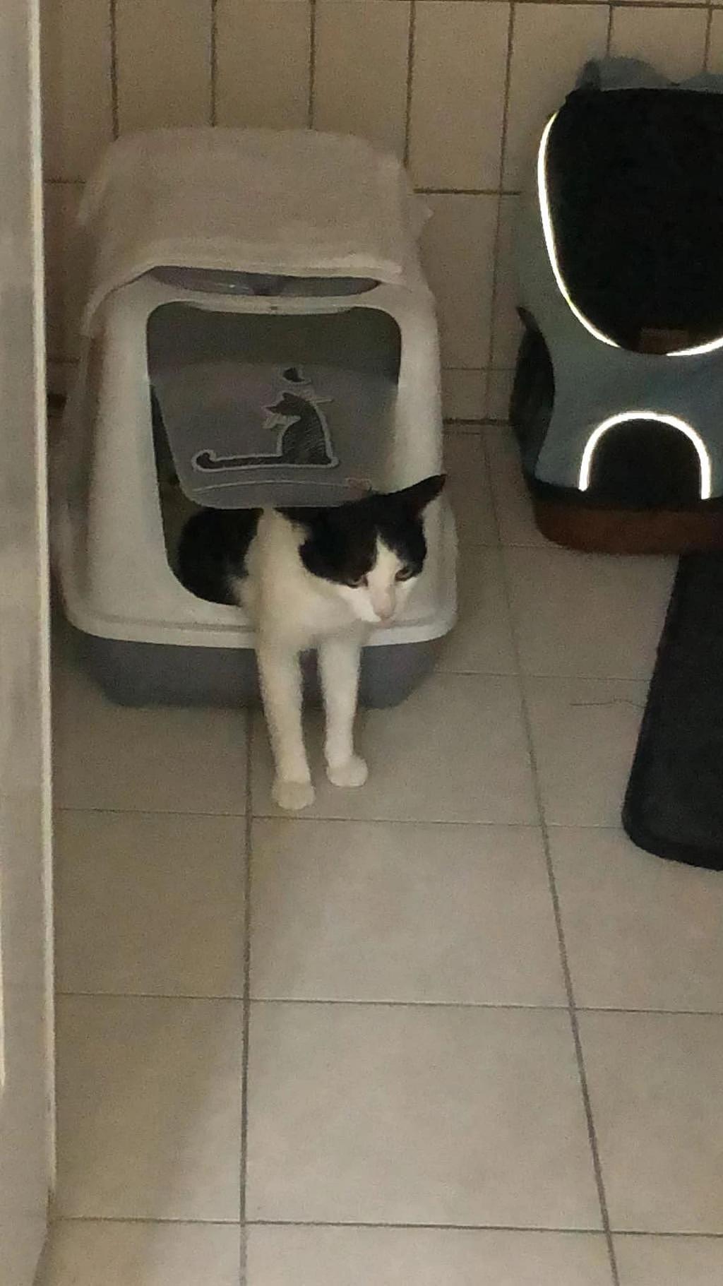 奶牛猫误按洗衣机开关，还跳进去坐着“洗澡”，不愧猫中二哈 . - 3