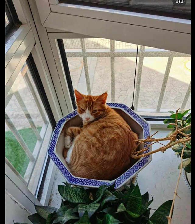 茉莉花突然死了，网友很疑惑为什么，直到看见猫趴在花盆里睡觉！ - 3