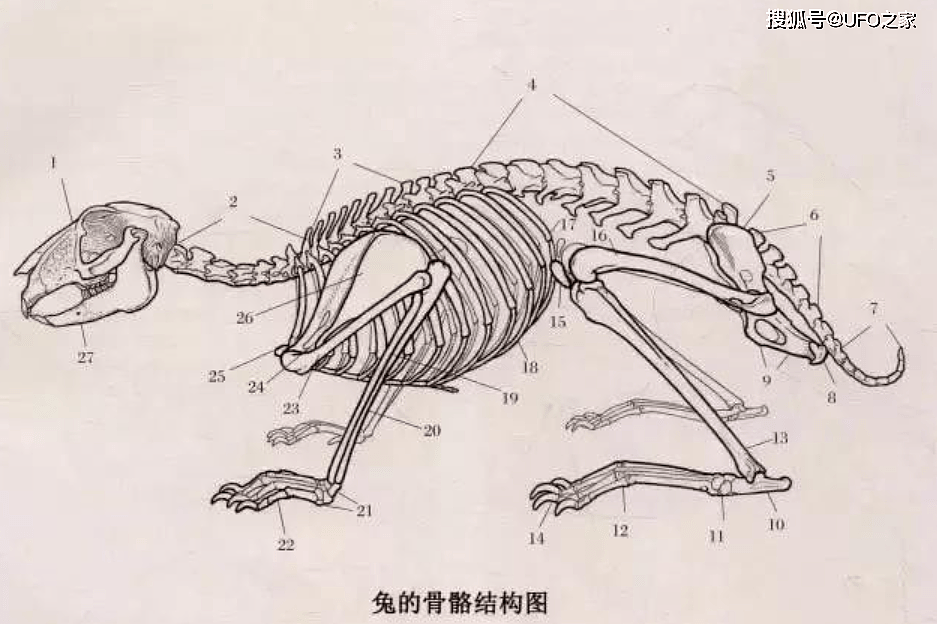 人兔之战持续150年，澳大利亚完败，100亿只兔子怎么可能吃得完？ - 8