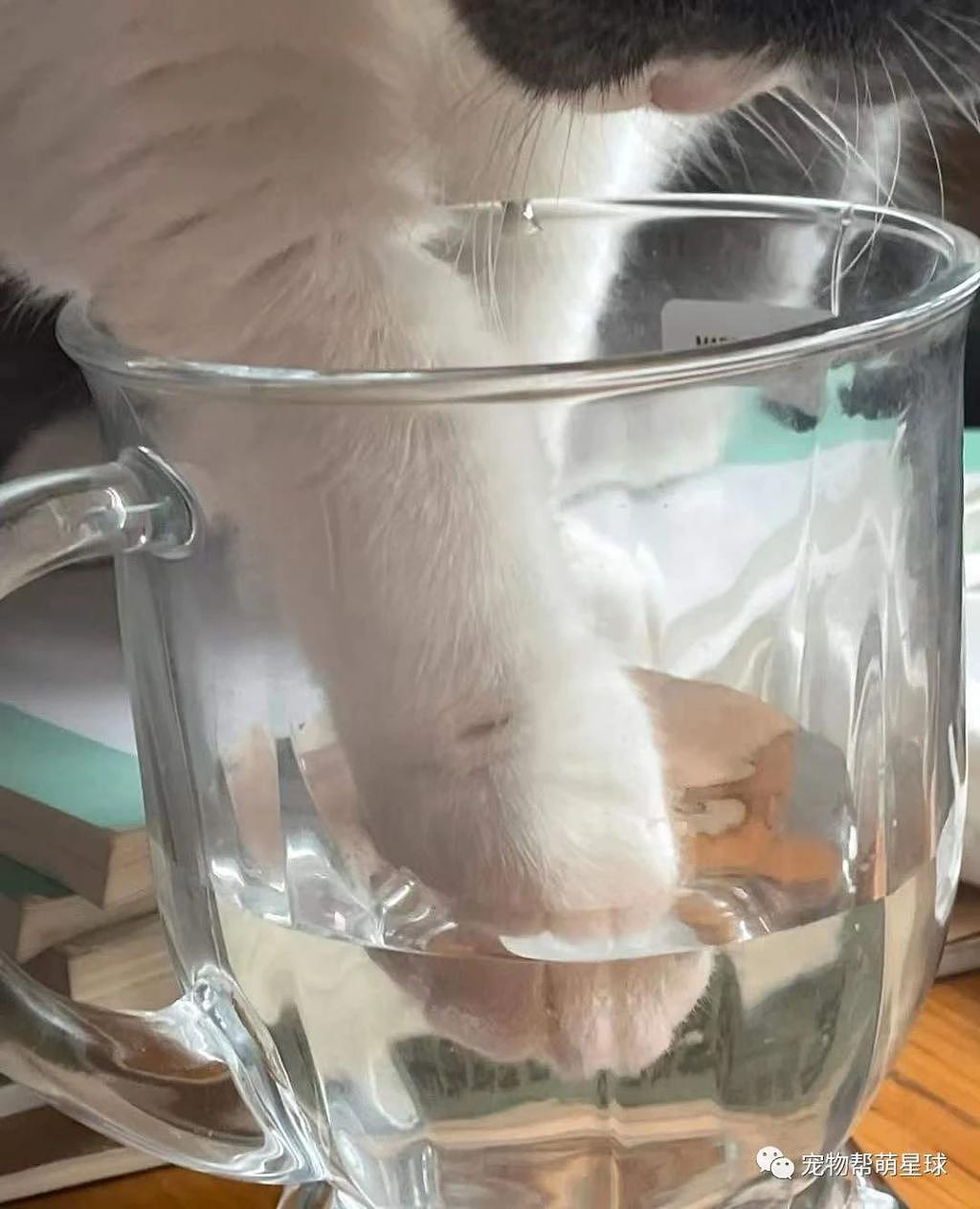 网友喝水都要一口闷，否则 ... 喝的就是猫咪的洗脚水 ! - 1