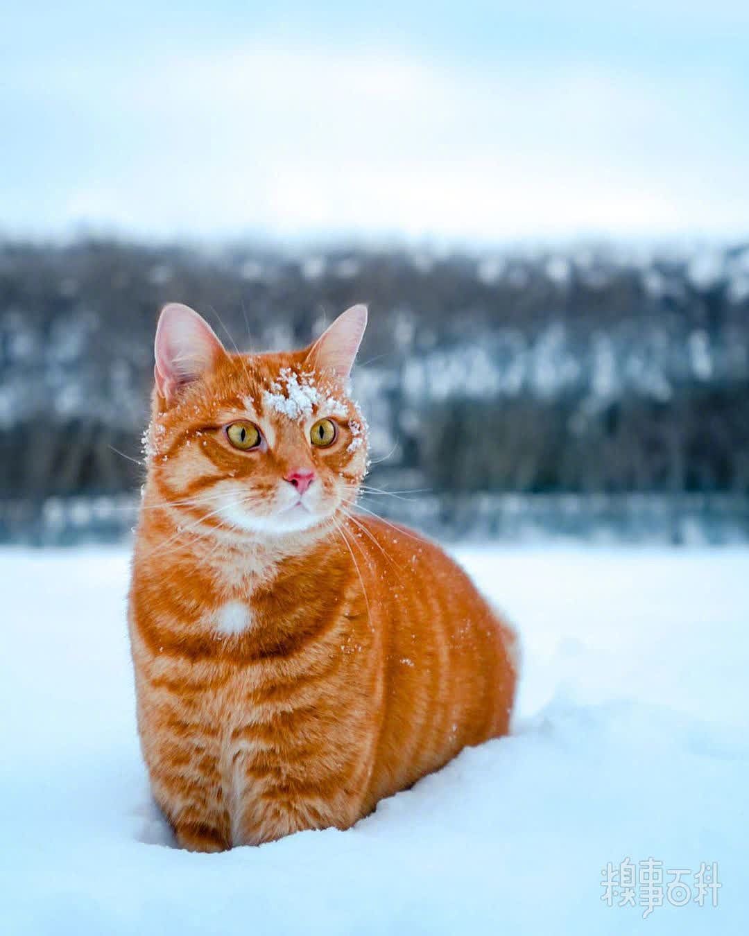 在雪中分外扎眼的大橘