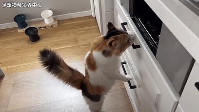 猫咪被烤鱼香哭，试图自己打开烤箱，一转头炙热眼神萌化！ - 1